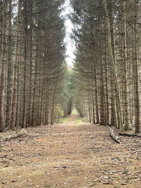 Beautiful fall day on Tree Farm Trail