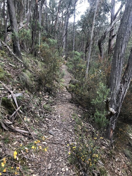 Byer's Back singletrack