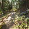 Mine Gulch Trail near Vincent Gap.