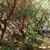 Old growth manzanita and oaks along Mine Gulch Trail.