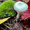 Forest floor; mushroom