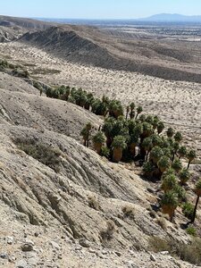 One of the Palm Oasis along the trail, seen from the ridge near the start of the rxh.