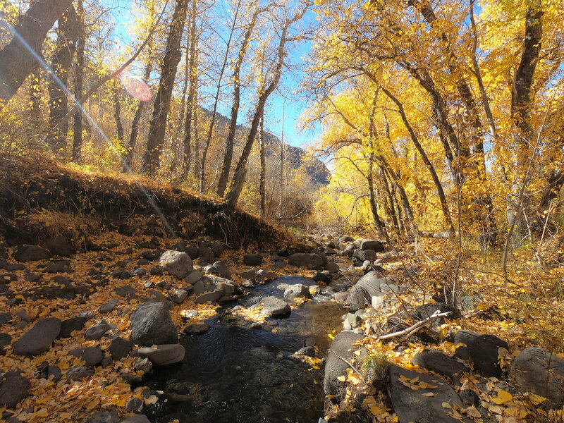 Fall colors along Little Blitzen River (10-19-2022)