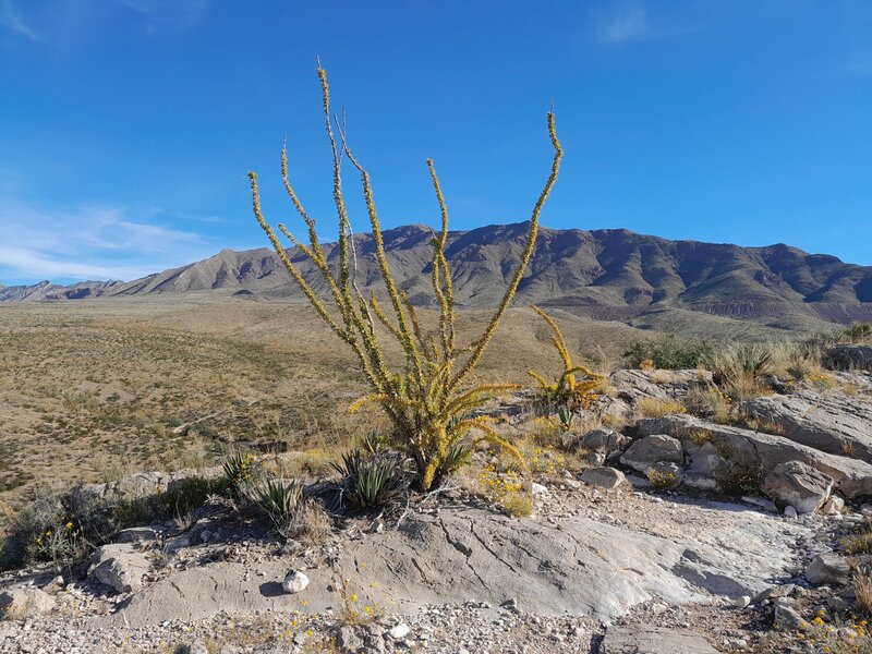 Ocotillo and North Franklin Mountains.