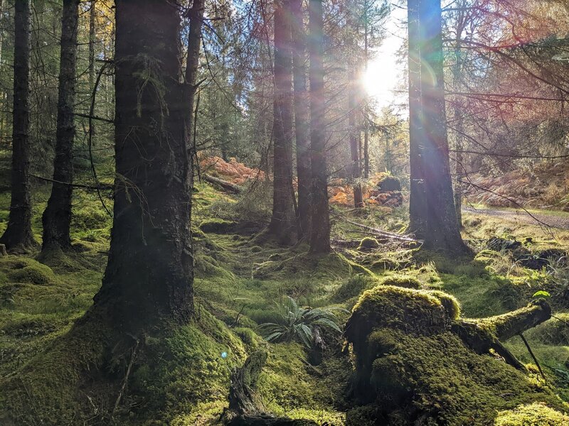 Sparkling moss and peat cover the forest floor while streams trickle through.