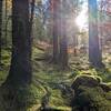 Sparkling moss and peat cover the forest floor while streams trickle through.