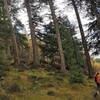 Towering Douglas fir trees were planted by Lord Tweedmouth, who famously developed the golden retriever dog breed. (I'm not joking!)