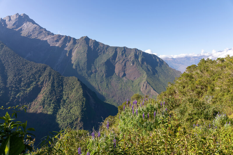 Lupine on the final ascent to the San Juan Pass.