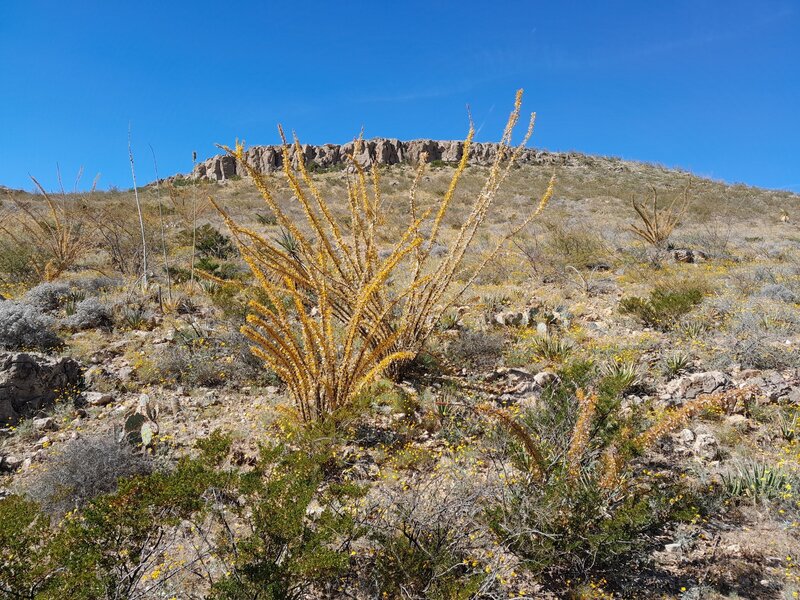 Ocotillos and view of La Espina