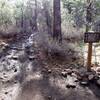 30 Jan 2015; Thomas Creek/Dry Pond Trail/Signpost.  Elevation: 6,505'; (N39° 23.593' W119° 51.801')