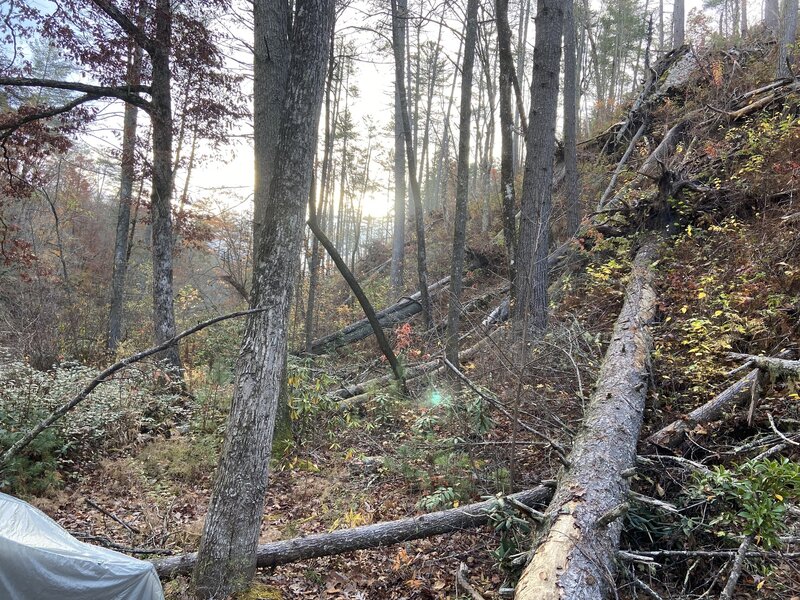 Hickory Ridge Trail, Cohutta Wilderness, trails not maintained for years making for a grueling hike.