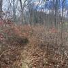 Somewhere on East Cowpen Trail, Cohutta Wilderness