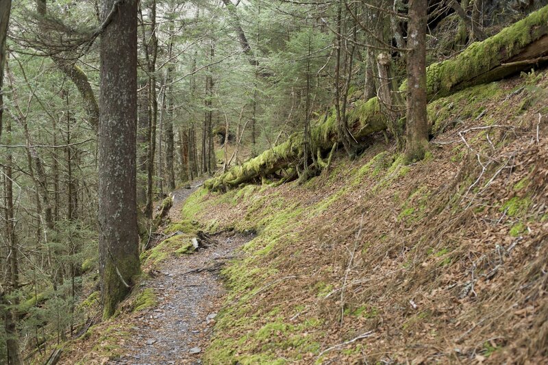 The Boulevard Trail as it descends the hillside from the Appalachian Trail.