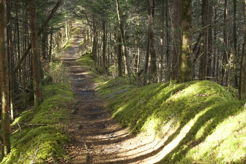 The sun breaks through the trees along the Boulevard Trail. The tress provide shade during the hike, and the moss adds color and texture to the trail.