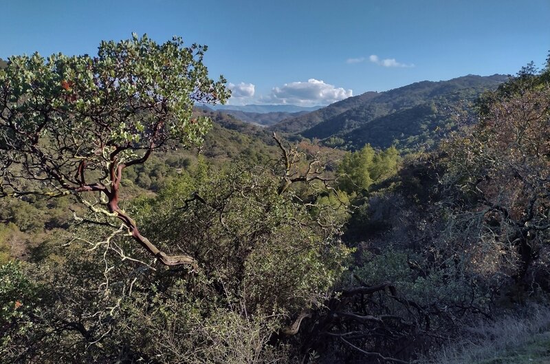 Rugged hills stretch into the distance as far as the eye can see. Nearby are the Santa Cruz Mountains' foothills. In the far distance is the Diablo Range. Seen looking east along the ridge top of Mayfair Ranch Trail.