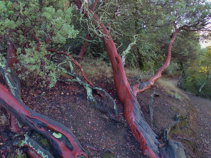 Beautiful manzanita with vivid, shiny, dark red bark after early December rain, along Mayfair Ranch Trail.