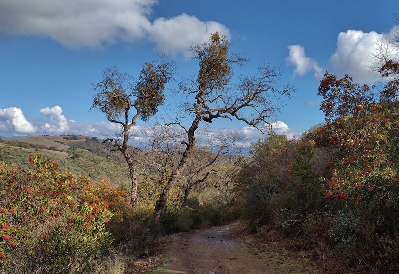 Nice views to the east on the north side of the Mayfair Ranch Trail ridge, as the trail goes through the bright red toyon berry bushes in early December.