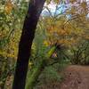 Bright green moss and leftover fall colors after early December rains, just beautiful along Mayfair Ranch Trail.