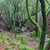 The iridescent green moss forest after early December rains, along the creek at the bottom of Baldy Ryan Canyon.