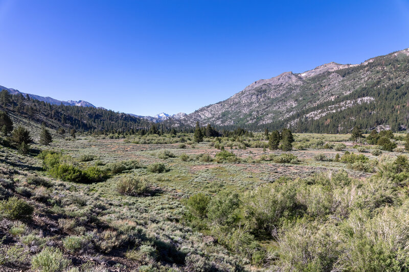 Leavitt Meadow