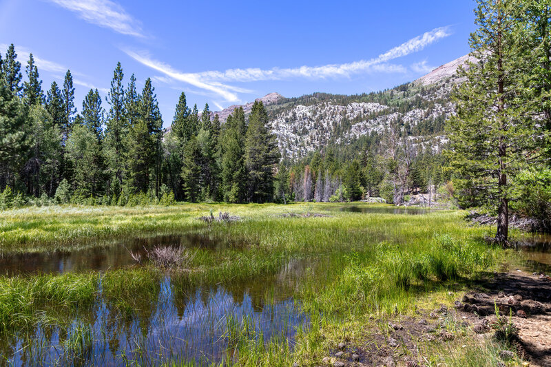 A meadow south of Lane Lake