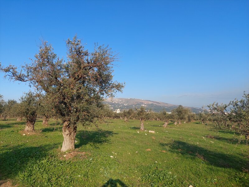 Terbol and olive groves