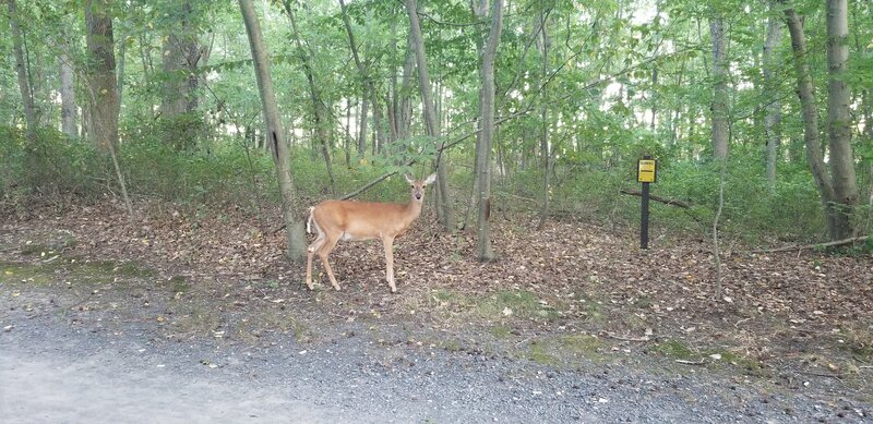 Deer at the 2.5 mile mark.