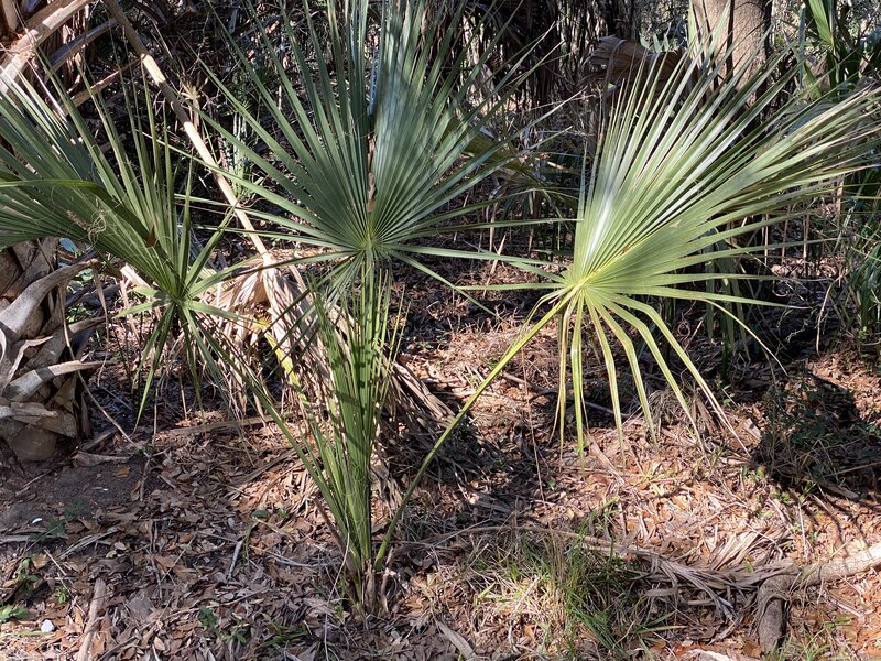 Fan Palm