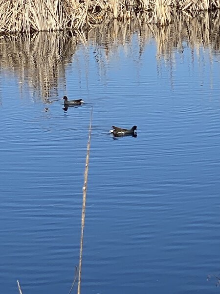Two Common Moorhens on Ibis Pond