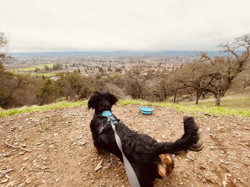 Long pupper surveying Windsor from the top of Alta Vista Trail.