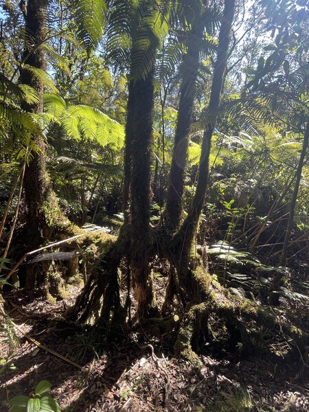 Ferns and velvety moss.