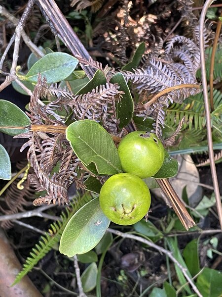More guavas - but these are not yet ripe.