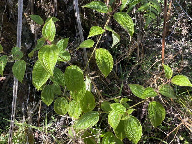 Some of the vegetation on the trail - this is taken in the month of January