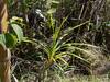 More vegetation on the trail - this is taken in the month of January.