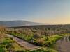 Olive groves