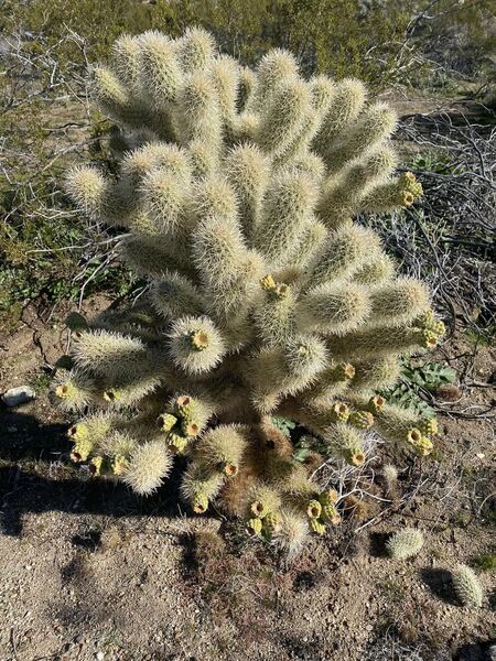 Cholla Cactus