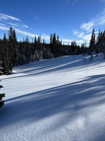 Hidden tracks in the snow.