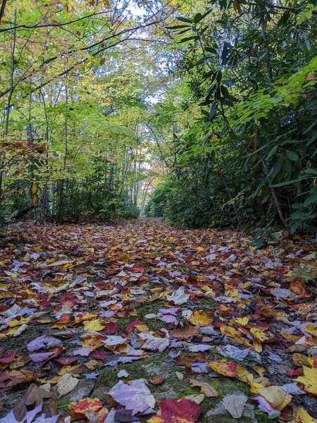 Grassy Road trail in autumn