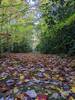 Grassy Road trail in autumn