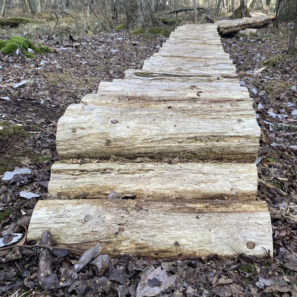 Full Log boardwalk along the Sand and Water Trail (Orange Blaze).