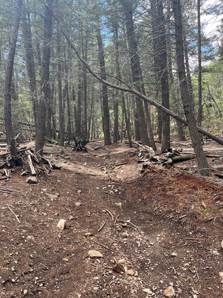 Alamo Peak Trail #109