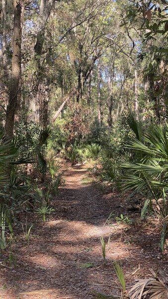 Along the Diamondback Rattlesnake Trail in Hunting Island State Patk.