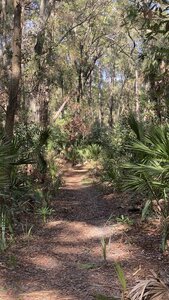 Along the Diamondback Rattlesnake Trail in Hunting Island State Patk.