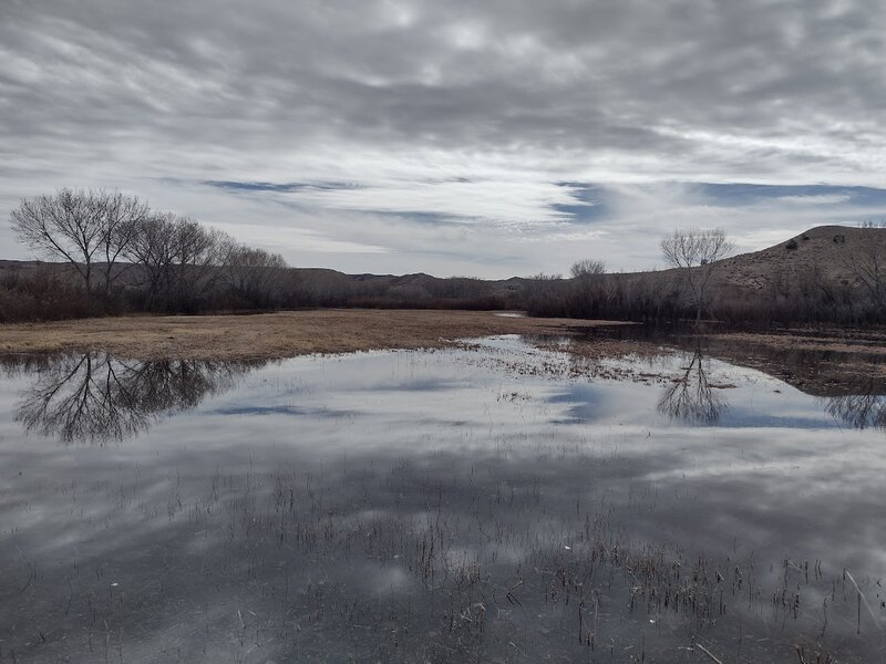 View of a waterfowl pond in Sevilleta NWR Unit A.