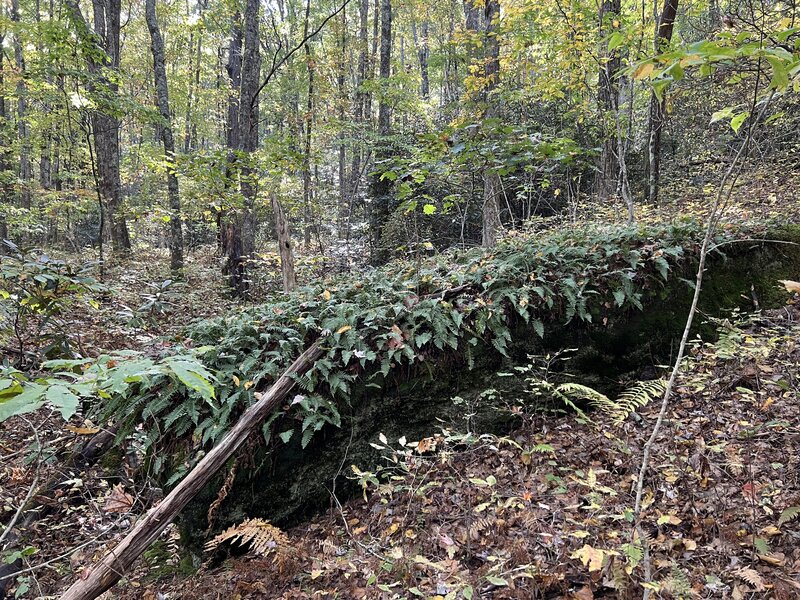 Photo of a large fern covered boulder located on The Lower Holler Loop trail.