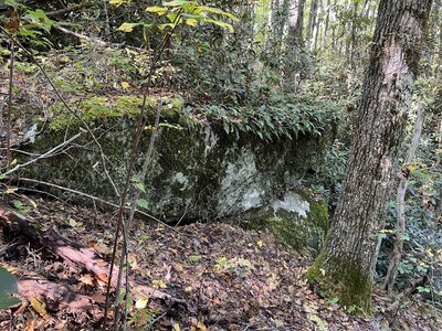 Another fern covered boulder on the Lower Holler Loop trail.