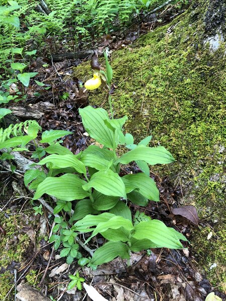 Yellow Lady Slipper on the Azalea Trail.