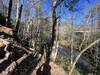 Footbridge and creek on Upper Wetlands Trail.