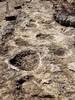 A line of sauropod footprints in the limestone along Government Canyon Creek.