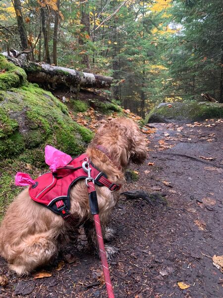 Muddy doggy about halfway on Mt. Van Hoevenburg Trail.